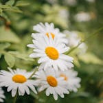 Beautiful cluster of white daisies in full bloom, showcasing natural beauty and fresh greenery.