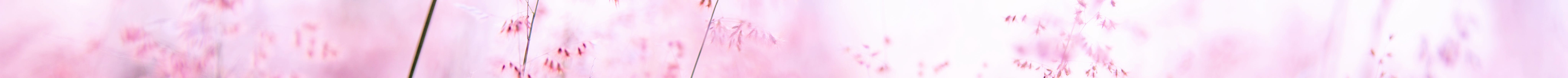 Delicate pink wildflowers softly swaying in a sunlit field, creating a tranquil and dreamy atmosphere.