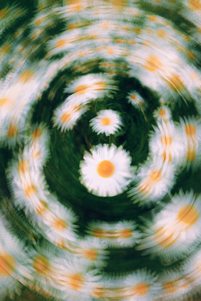 Dynamic image of daisies in circular motion blur, creating an abstract garden effect.