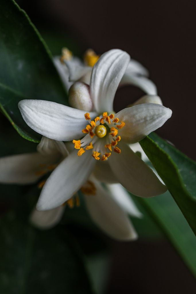 Detailed macro shot of a white citrus blossom with soft lighting, highlighting petals and stamens.
